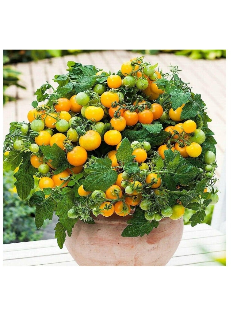 Generic 100 PCS Cherry Tomato Seeds Yellow Cherry Tomato Seeds For Home Garden Planting  - Image 1