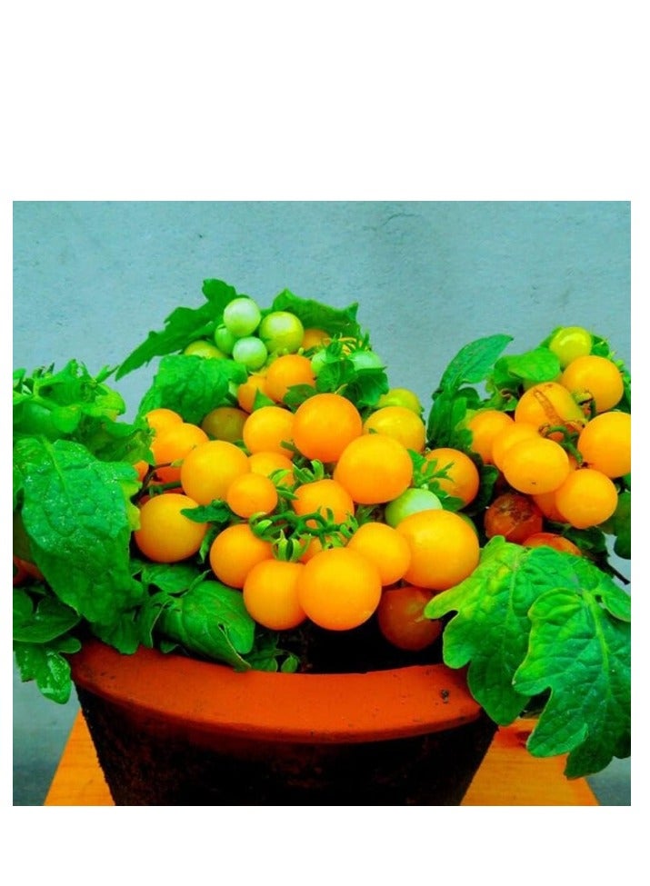 Generic 100 PCS Cherry Tomato Seeds Yellow Cherry Tomato Seeds For Home Garden Planting  - Image 2