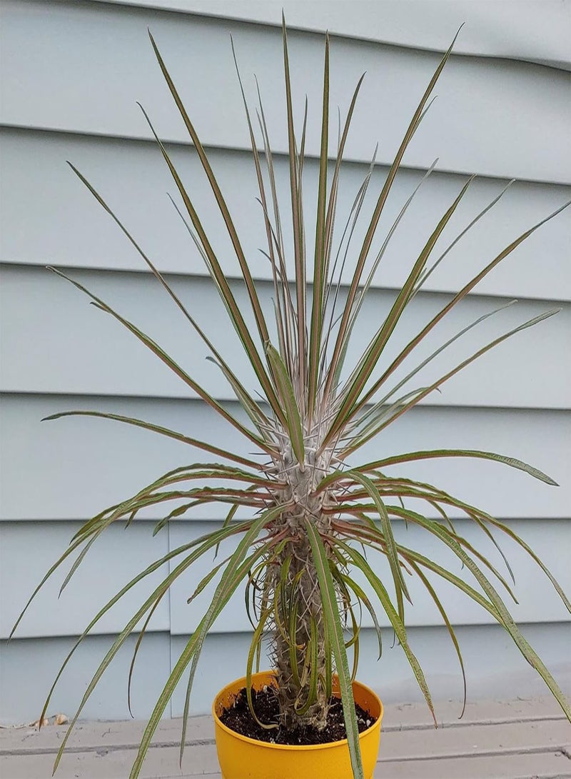 GGOOT Pachypodium Geayi Elephant's Foot 20 Seeds Madagascar Palm - Image 2