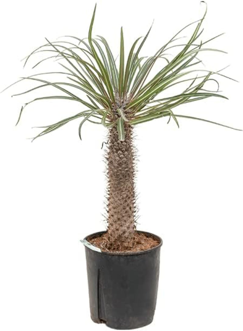 GGOOT Pachypodium Geayi Elephant's Foot 20 Seeds Madagascar Palm - Image 1