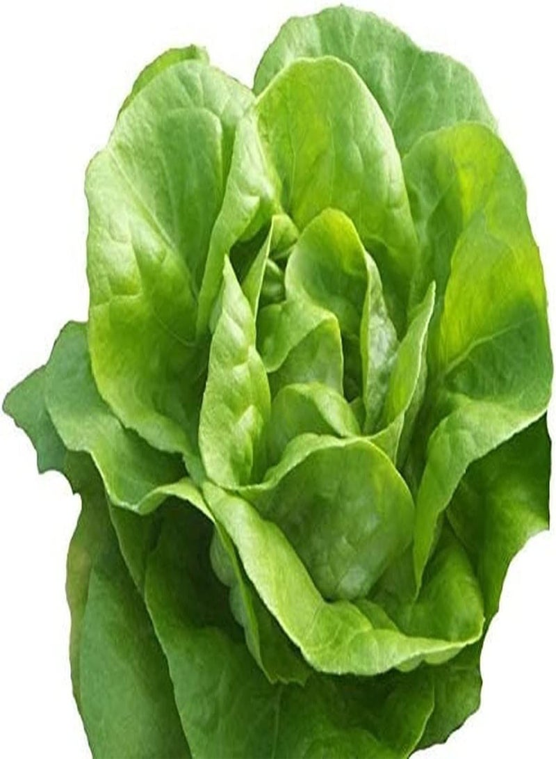 GGOOT 10 grüne Salatsamen das köstliche Gemüse das Leicht zu überleben ist geeignet für unerfahrene Gärtner die in Gärten im Freien pflanzen - Image 2