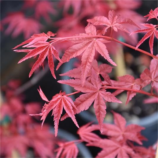 ZEshops 30pcs Red Japanese Maple Tree Seeds (Acer Palmatum Atropurpureum) - Vibrant Garden Beauty - Image 2