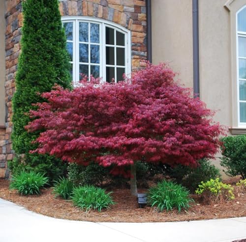 ZEshops 30pcs Red Japanese Maple Tree Seeds (Acer Palmatum Atropurpureum) - Vibrant Garden Beauty - Image 4