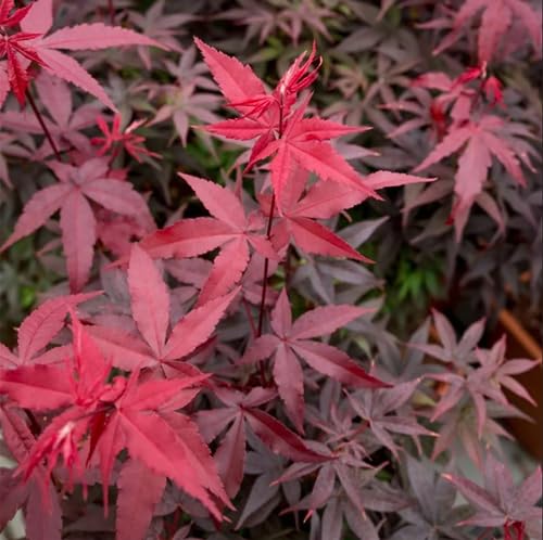 ZEshops 30pcs Red Japanese Maple Tree Seeds (Acer Palmatum Atropurpureum) - Vibrant Garden Beauty - Image 3
