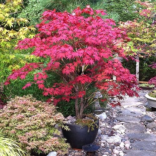 ZEshops 30pcs Red Japanese Maple Tree Seeds (Acer Palmatum Atropurpureum) - Vibrant Garden Beauty - Image 1