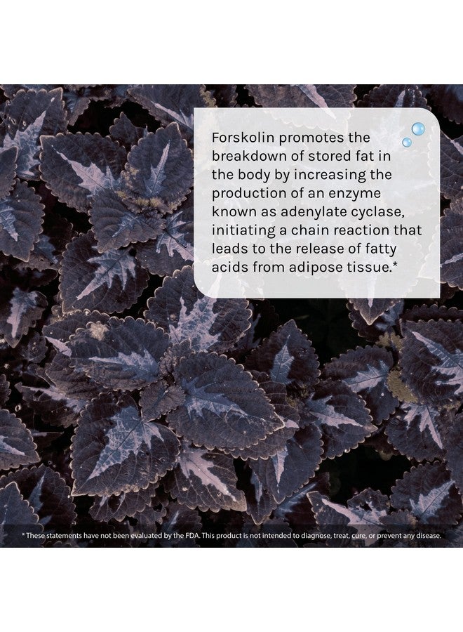 Irwin Naturals Forskolin Fat Loss Diet Supplement, 60 Count - Image 5