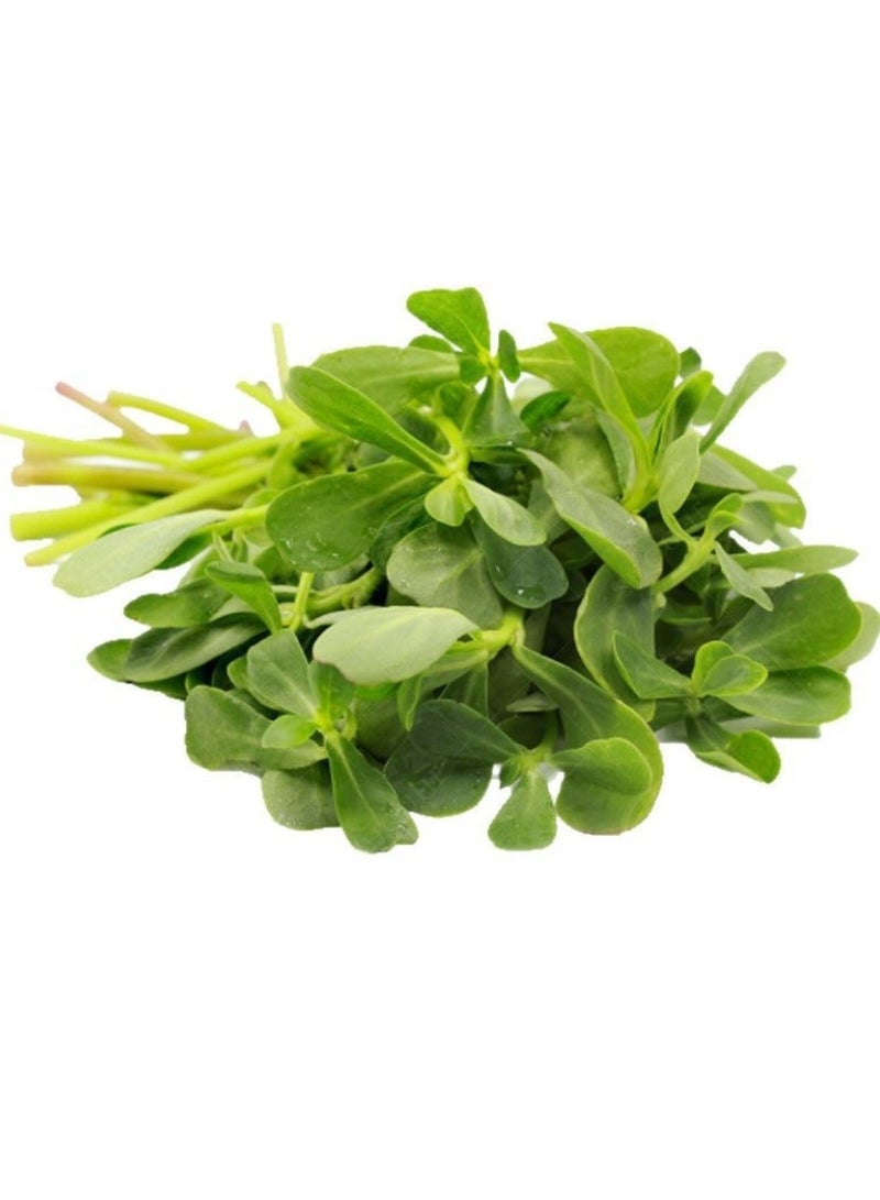 1000 قطعة من بذور الرجلة، نباتات خضراء، بذور حديقة طازجة - Image 1