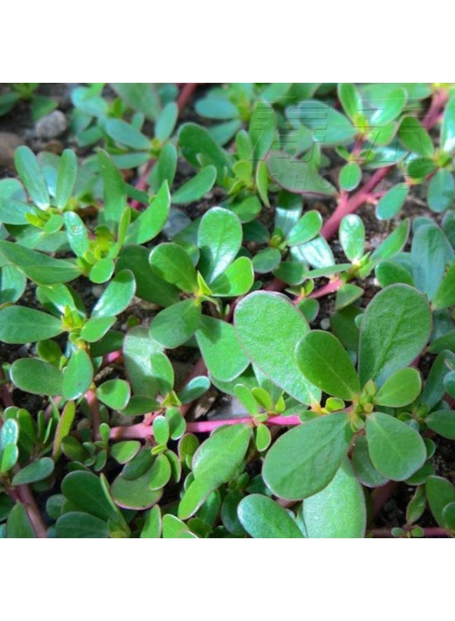 1000 قطعة من بذور الرجلة، نباتات خضراء، بذور حديقة طازجة - Image 2