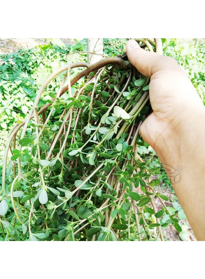 1000 قطعة من بذور الرجلة، نباتات خضراء، بذور حديقة طازجة - Image 3