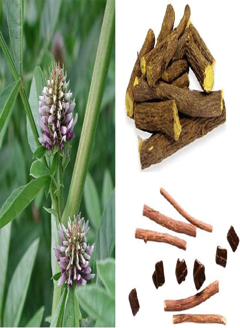 GGOOT Liquorice (Glycyrrhiza Glabra) 20 Seeds | Licorice Herb Same Day Dispatch - Image 1