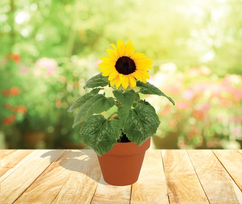 BUZZY Seeds Sunflower Starter Kit Bulk 10 Pack â€“ 3inch Terracotta Pots, Soil Pellets, Flower Seeds for DIY Craft Projects, Favors, and Seed Starting - Image 5