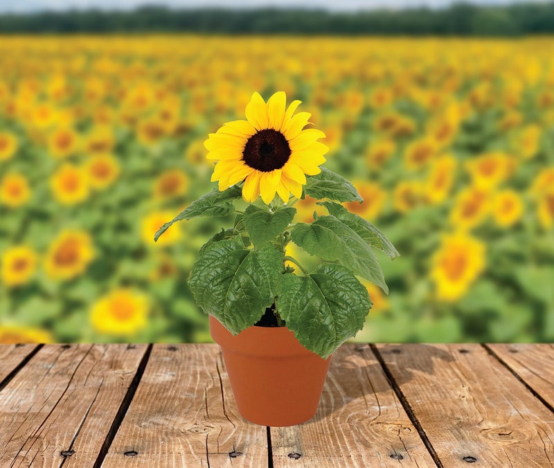 BUZZY Seeds Sunflower Starter Kit Bulk 10 Pack â€“ 3inch Terracotta Pots, Soil Pellets, Flower Seeds for DIY Craft Projects, Favors, and Seed Starting - Image 4