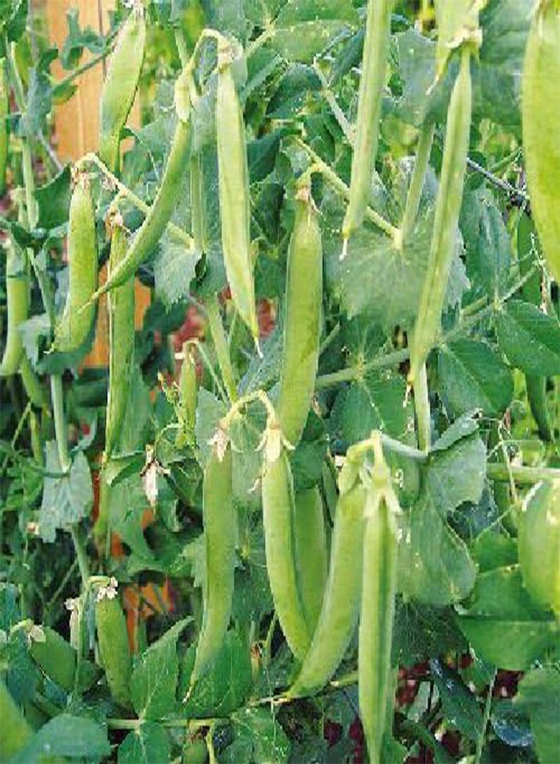 GGOOT - Pea Provencal Petit Pois 60 (11.4g's approx.) Vegetable Seeds - Sweet & Tender - Excellent Variety - Image 2