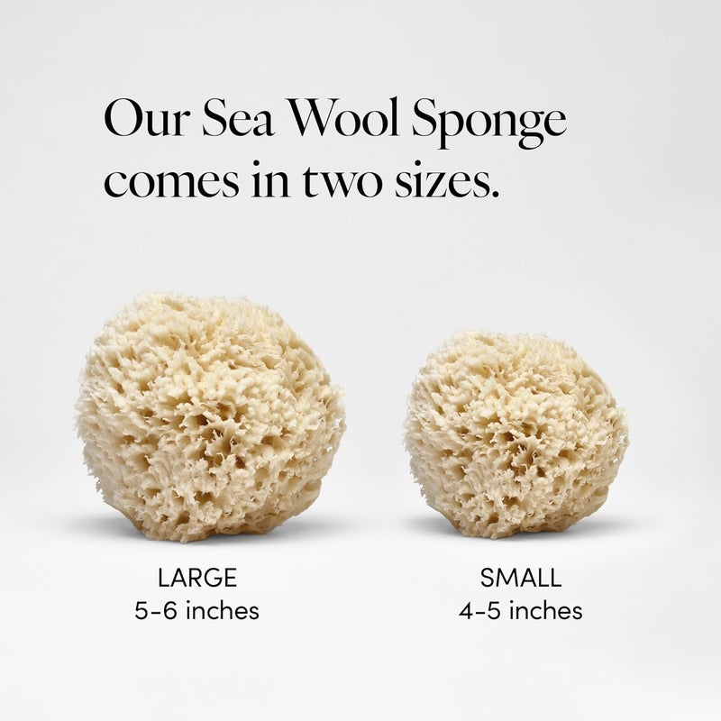 LATHER - Natural Sea Wool Sponge, 4-5" - Organic Exfoliating Body Scrubber - Soft, Gentle Cleansing - Hypoallergenic - All Skin Types - Florida Natural Loofah Sponge - Cruelty Free - Beauty & Skincare - Image 3