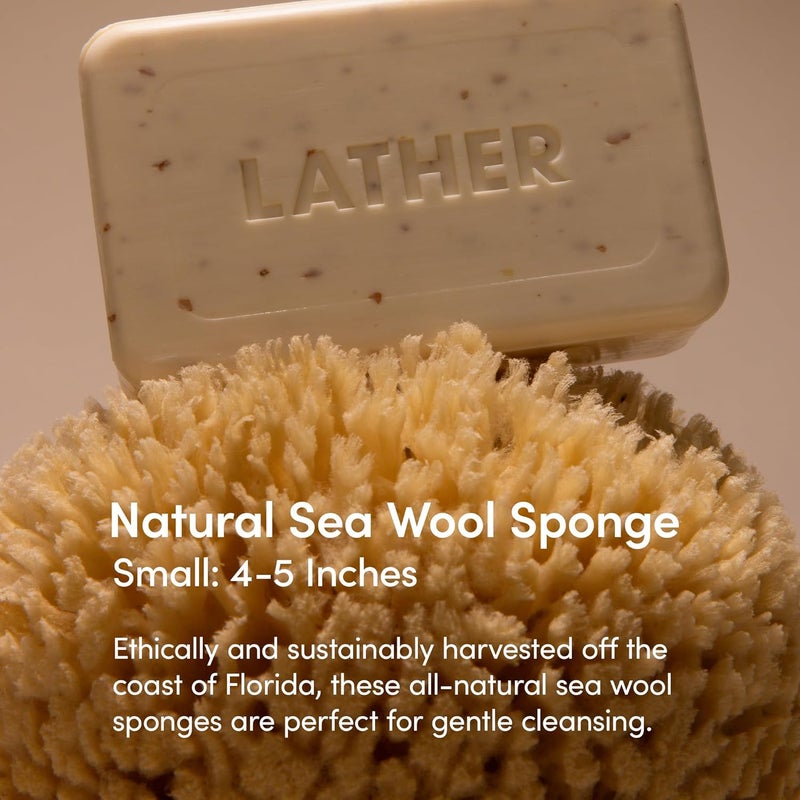 LATHER - Natural Sea Wool Sponge, 4-5" - Organic Exfoliating Body Scrubber - Soft, Gentle Cleansing - Hypoallergenic - All Skin Types - Florida Natural Loofah Sponge - Cruelty Free - Beauty & Skincare - Image 2