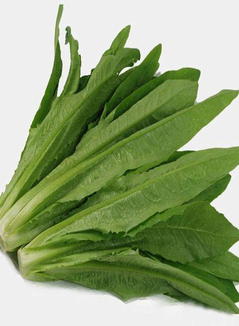 GGOOT Lettuce Mak Choi Yu Mai Tsai 200 Seeds youmaicai Asian  Original Package Vegetable Garden 原装彩包四季无斑油麦菜种子蔬菜种子 - Image 1