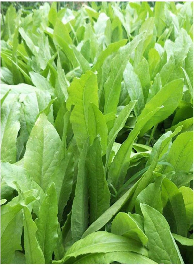 GGOOT Lettuce Mak Choi Yu Mai Tsai 200 Seeds youmaicai Asian  Original Package Vegetable Garden 原装彩包四季无斑油麦菜种子蔬菜种子 - Image 2