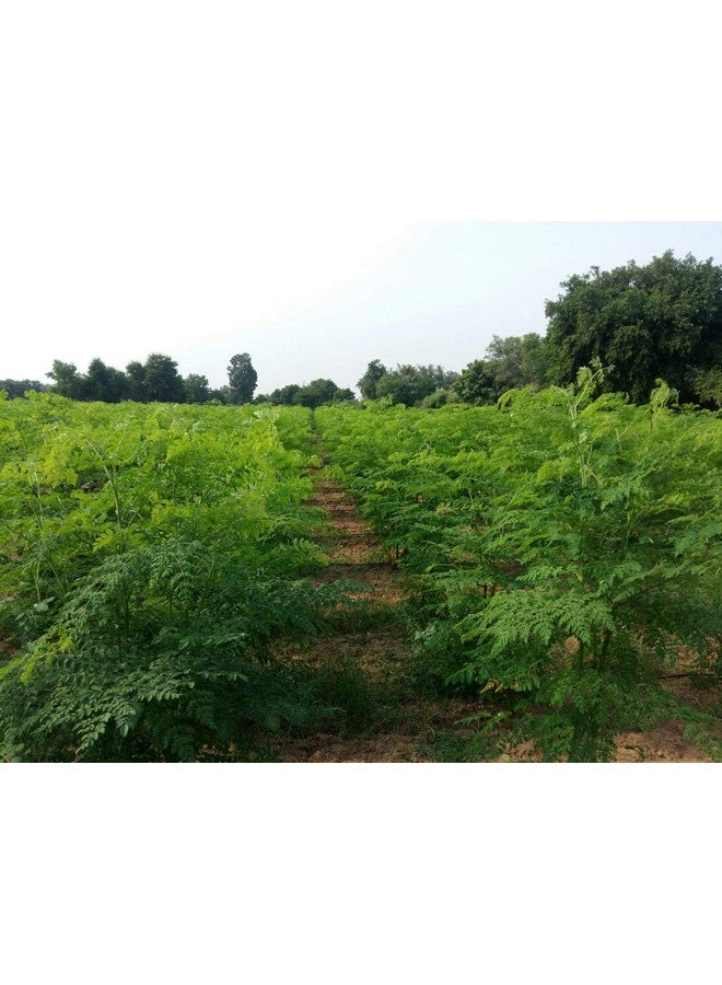CARMEL ORGANICS CARMEL ORGANICS Moringa Leaves Powder (340 Grams) | Jaivik Bharat Certified | Moringa Oleifera | Murungai Podi/Munagaku Podi/Muringa Podi | Non GMO | No Added Preservatives  - Image 4