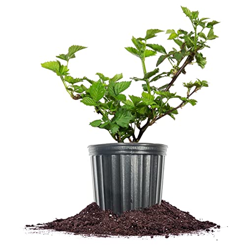 PERFECT PLANTS Apache BlackBerry Bush 1 Gallon | Live Thornless Fruit for Outdoor Planting | Fresh Fruits for Home Gardens | Dark Purple Berries Emerge During Early Summer - Image 1