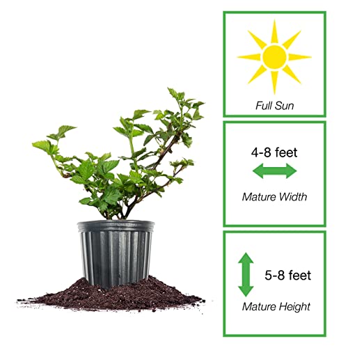 PERFECT PLANTS Apache BlackBerry Bush 1 Gallon | Live Thornless Fruit for Outdoor Planting | Fresh Fruits for Home Gardens | Dark Purple Berries Emerge During Early Summer - Image 2