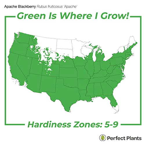 PERFECT PLANTS Apache BlackBerry Bush 1 Gallon | Live Thornless Fruit for Outdoor Planting | Fresh Fruits for Home Gardens | Dark Purple Berries Emerge During Early Summer - Image 3