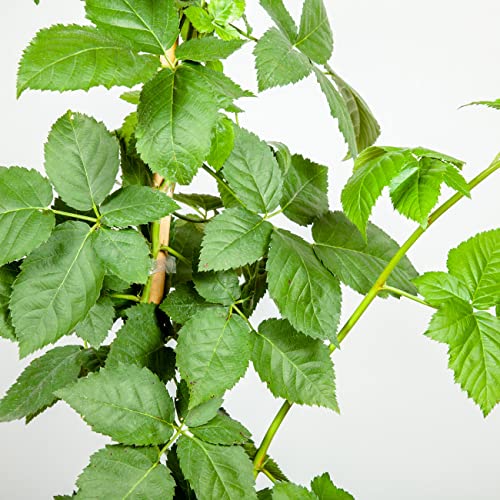 PERFECT PLANTS Apache BlackBerry Bush 1 Gallon | Live Thornless Fruit for Outdoor Planting | Fresh Fruits for Home Gardens | Dark Purple Berries Emerge During Early Summer - Image 5