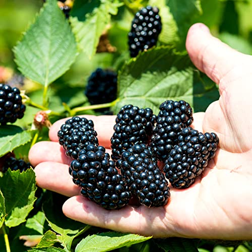 PERFECT PLANTS Apache BlackBerry Bush 1 Gallon | Live Thornless Fruit for Outdoor Planting | Fresh Fruits for Home Gardens | Dark Purple Berries Emerge During Early Summer - Image 4