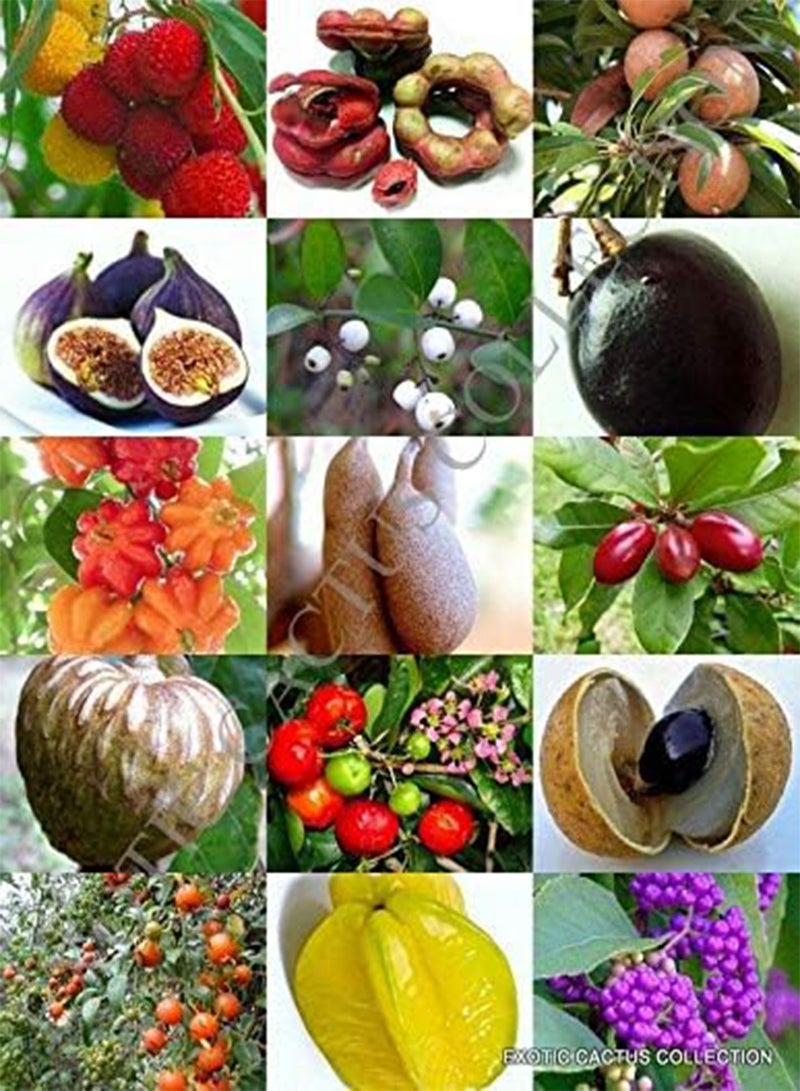 Rare Fruits Mix Sweet Edible Plant Tree Fragrant Exotic Fruit Seed Pack 15 Seeds