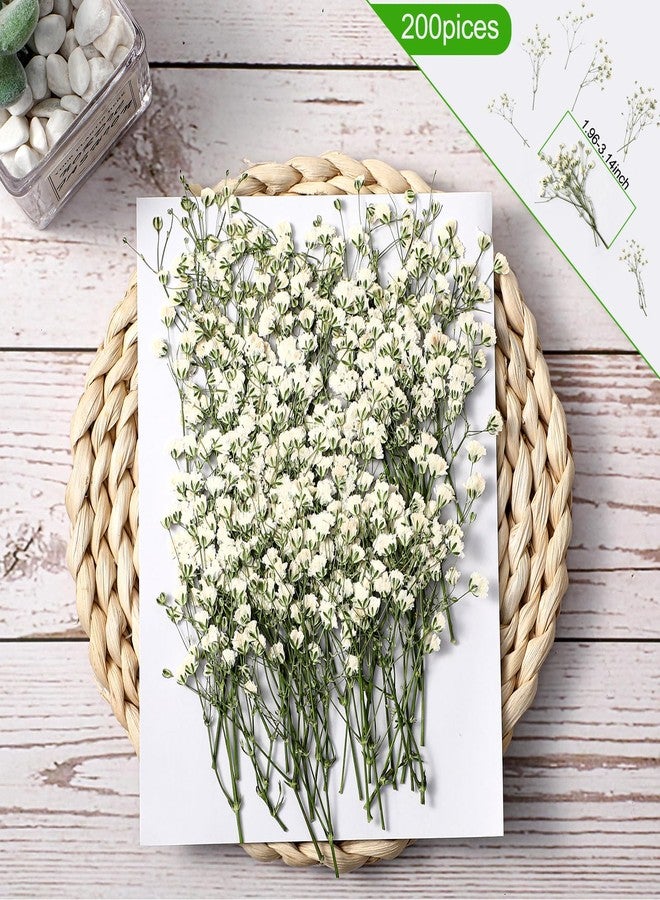 Fabbay 100 Pcs Wedding Invitations Wraps Set Include Pre Folded Vellum Jackets for 5 x 7 Inch Invitations Natural Dried Pressed Flowers for Wedding Craft DIY - Image 3