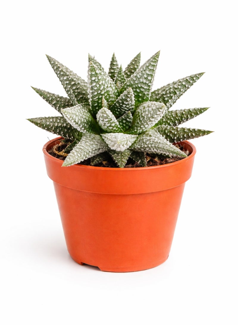 Haworthia Alba Succulent Plant (6–13 cm Height) | Live White Zebra Succulent | Low Maintenance Indoor Desk & Home Decor Plant - Image 2