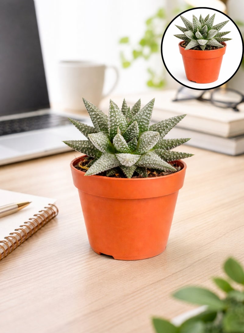 Haworthia Alba Succulent Plant (6–13 cm Height) | Live White Zebra Succulent | Low Maintenance Indoor Desk & Home Decor Plant - Image 1