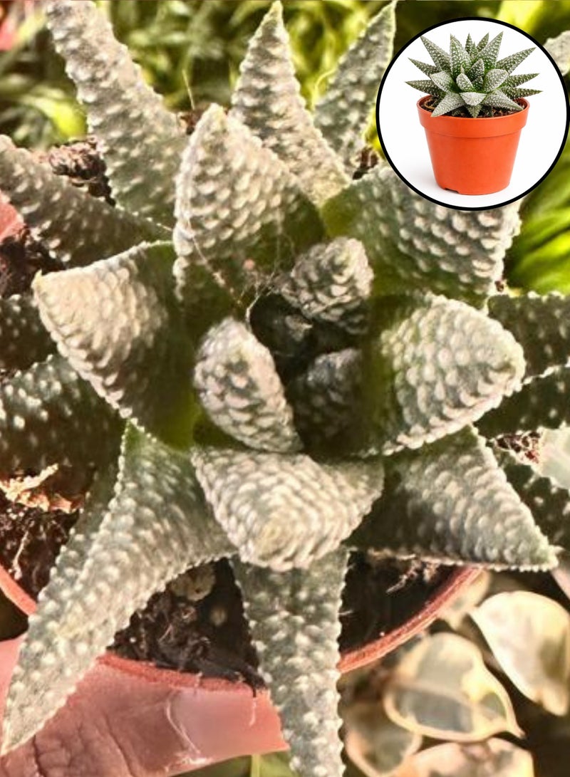 Haworthia Alba Succulent Plant (6–13 cm Height) | Live White Zebra Succulent | Low Maintenance Indoor Desk & Home Decor Plant - Image 5