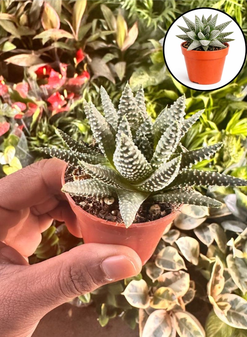 Haworthia Alba Succulent Plant (6–13 cm Height) | Live White Zebra Succulent | Low Maintenance Indoor Desk & Home Decor Plant - Image 4
