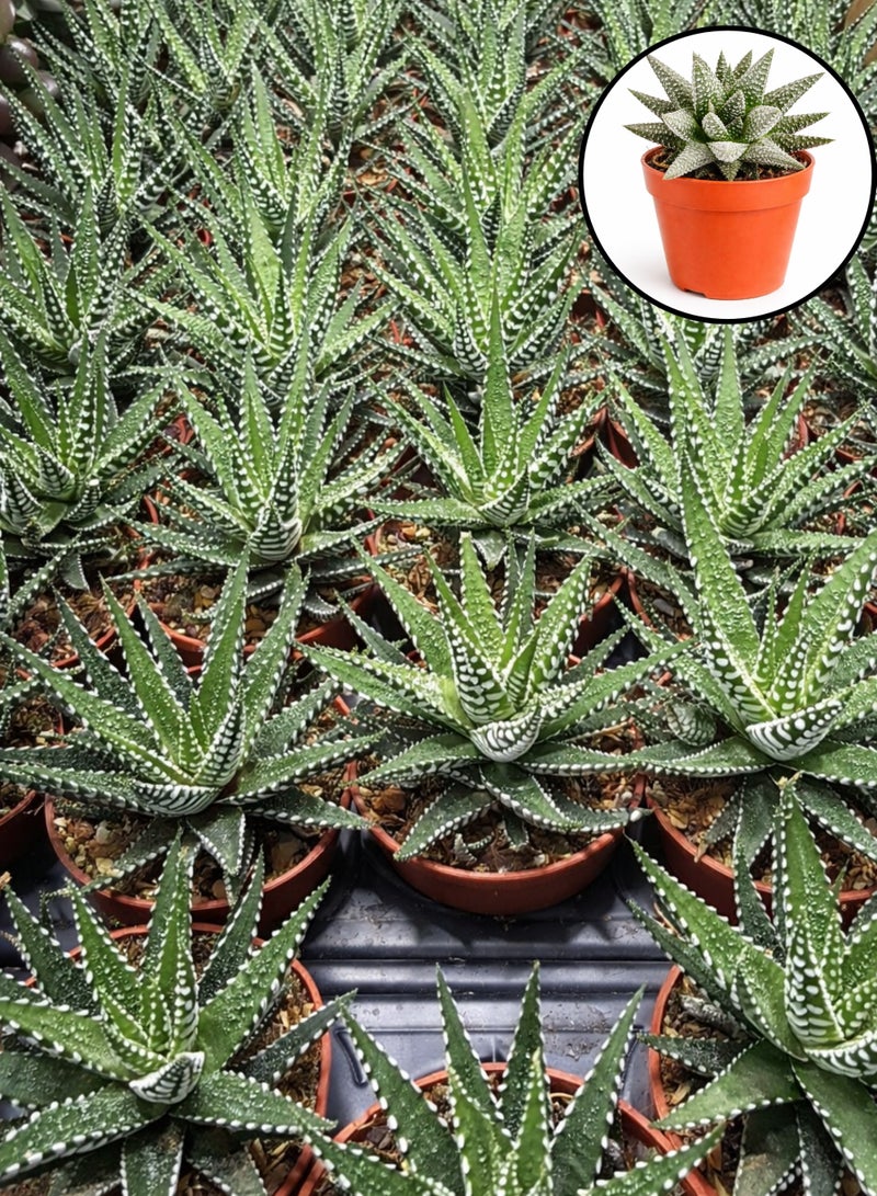 Haworthia Alba Succulent Plant (6–13 cm Height) | Live White Zebra Succulent | Low Maintenance Indoor Desk & Home Decor Plant - Image 3