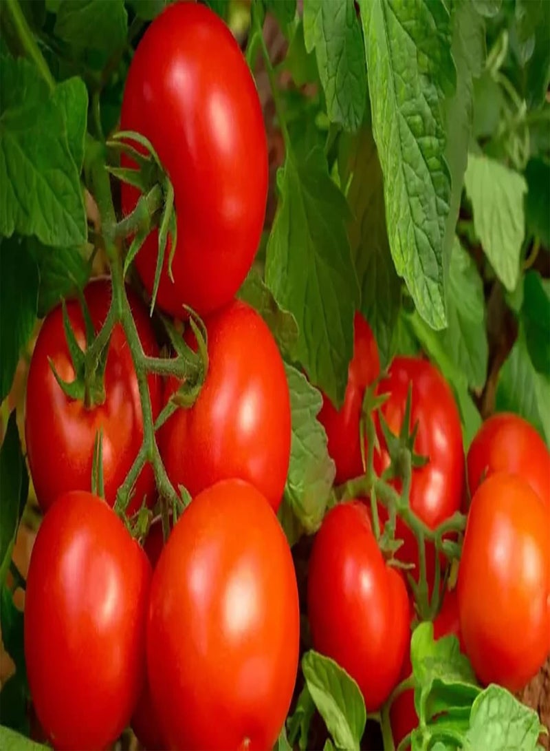 جي جوت 100 قطعة من بذور الطماطم ذات معدل إنبات مرتفع، أصناف غريبة لا تتطلب الكثير من العناية، خضراوات مزروعة في صفائح تشكل منظرًا طبيعيًا، صيانة منخفضة - Image 1