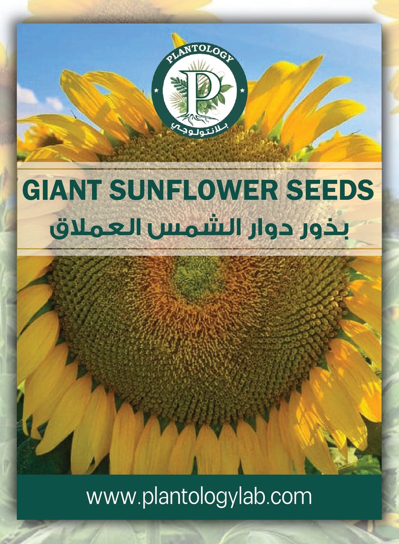Giant Sunflower Seeds for Planting - Giantic Sunflower - 5 Sunflower Seeds - Image 1