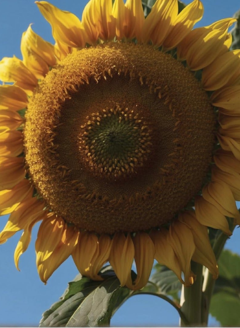 Giant Sunflower Seeds for Planting - Giantic Sunflower - 5 Sunflower Seeds - Image 2