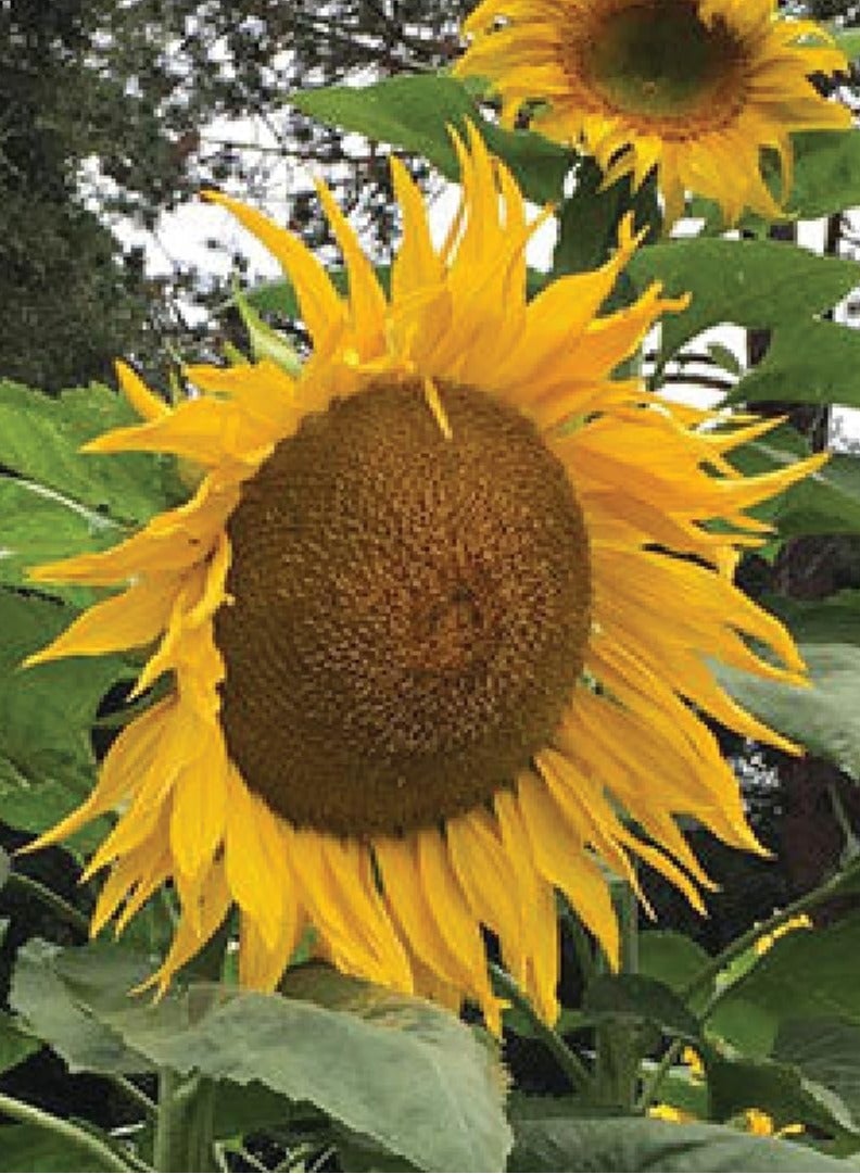 Giant Sunflower Seeds for Planting - Giantic Sunflower - 5 Sunflower Seeds - Image 3