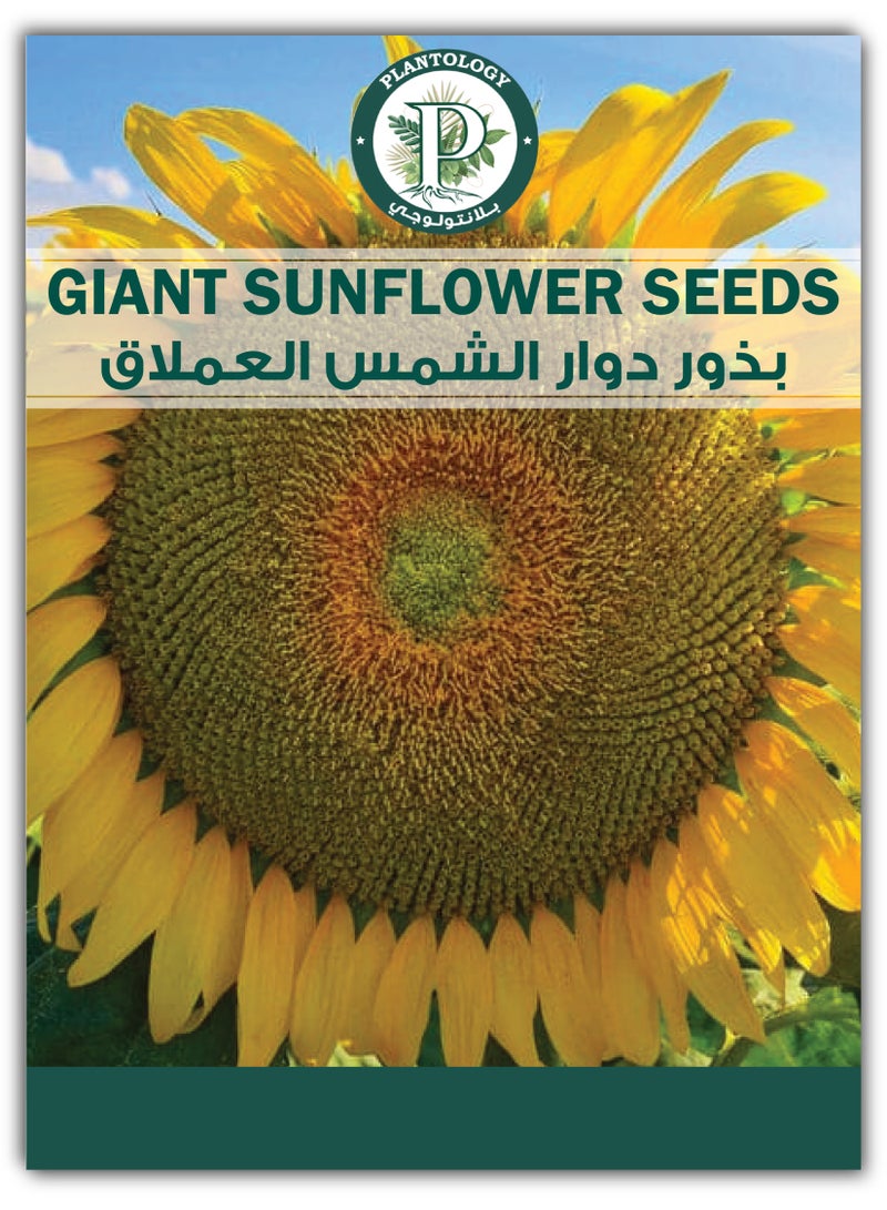 Giant Sunflower Seeds for Planting - Giantic Sunflower - Image 1