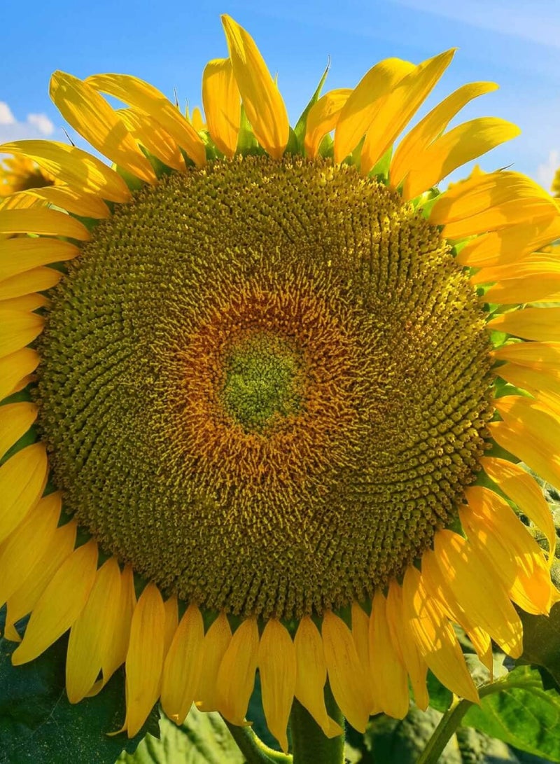 Giant Sunflower Seeds for Planting - Giantic Sunflower - Image 3