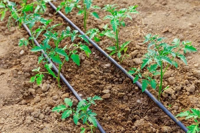 Egardenkart أنبوب ري الحدائق من إي غاردن كارت - 100 متر | 15 مم، خرطوم ري لنظام ري الحدائق | مجموعة أنابيب خرطوم الحدائق من البولي إيثيلين مع الموصلات | خرطوم ماء فعال للحديقة (100 متر) - Image 4