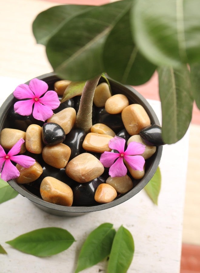 Wowtag Brown and Black Combo Polished Natural Pebbles, 2-4 CM,1.95 KG, Decorative Stone for Plants, Aquarium, Garden, Vase Filler, Resin Work - Image 4