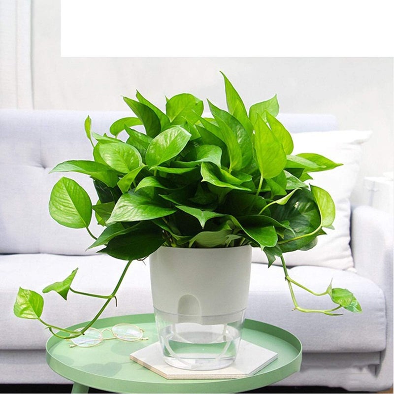 Vanavazon 6 Inch Self Watering Planter Pots for Indoor Plants, 3 Pack African Violet Pots with Wick Rope-White - Image 4