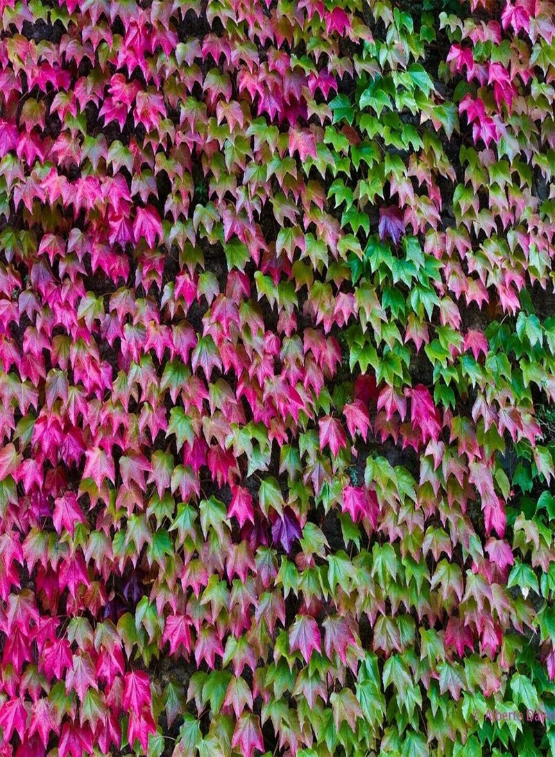 GGOOT 100Pcs/Bag Garden Seeds Evergreen Non GMO Attractive Medium Watering Japanese Creeper Seeds for Home - Flower Seeds Vegetable Seeds Fruit Seeds Garden Plant Seeds for Planting - Image 2