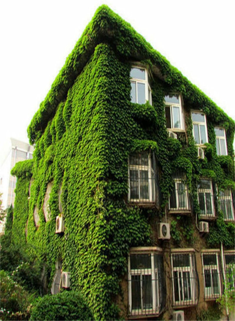 GGOOT 100Pcs/Bag Garden Seeds Evergreen Non GMO Attractive Medium Watering Japanese Creeper Seeds for Home - Flower Seeds Vegetable Seeds Fruit Seeds Garden Plant Seeds for Planting - Image 3