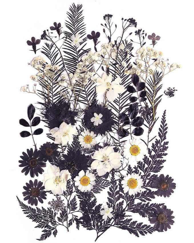 12 TYPES 48PCS REAL DRIED PRESSED FLOWERS FOR RESIN LEAF PLANT HERBARIUM FOR JEWELRY MAKING CRAFT BLACK AND WHITE