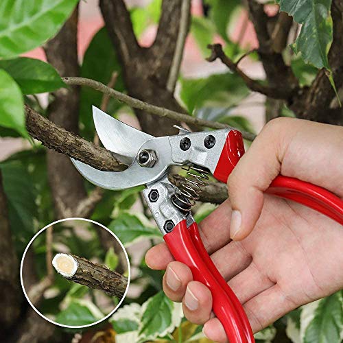 KAJUDA 8" Pruning Shears, Professional Bypass Garden Shear Hand Pruners Gardening Shears Clippers for Plants, Flower Cutter Florist Scissors Trimming Scissors, Gardening Tools - Image 2