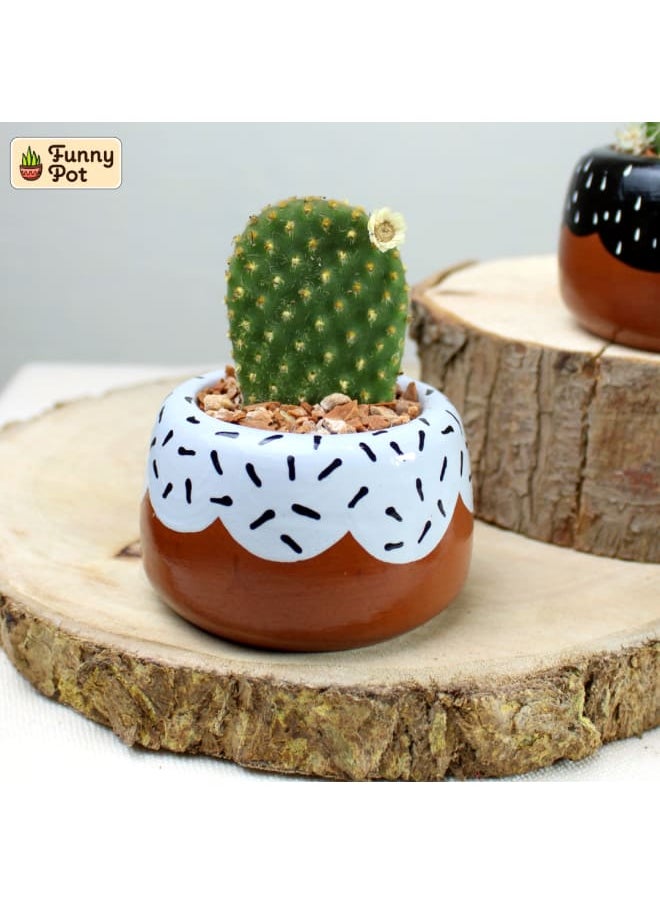 فاني بوت بوت صبار طبيعي 