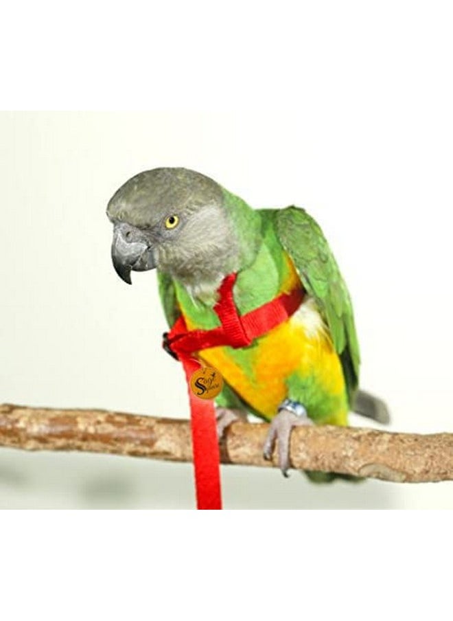 Sage Square - Bird Harness With Lease, Reusable Washable For Pet Provide Balance Skills, Attention, Exercise, Fun For Quakers, Senegals, Doves, Medium Parakeets, Rainbow Lorikeets (Random, Extra Small) - Image 1