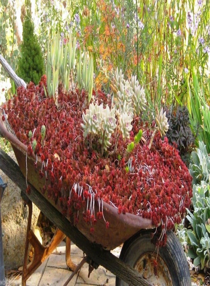 GGOOT "Dragon's Blood" Ghost Plant,Finger Aloe ,SUCCULENT GROUNDCOVER,Stone-crop(50 Seeds) - Image 2